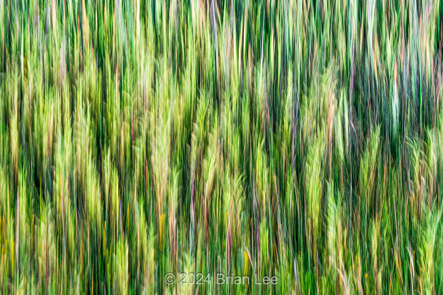 Brian P. Lee Photography - Single Frame ICM of Grasses, Santa Cruz, CA