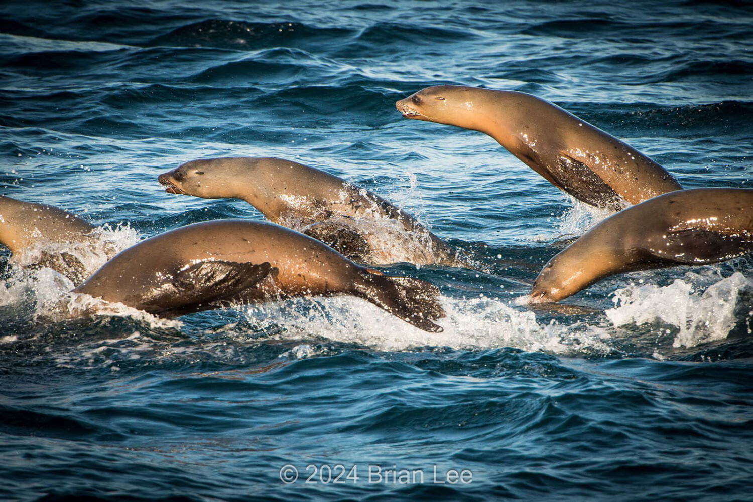 Brian P. Lee Photography - Seal, Monterey Bay, CA