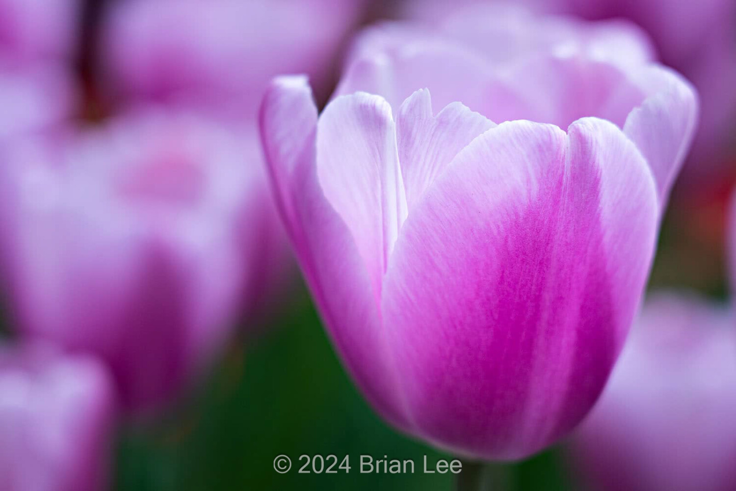 Brian P. Lee Photography - Tulips, Kukenhoff, Netherlands
