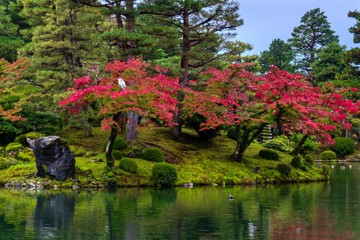 Brian P. Lee Photography - Blue Heron at Kenroku-en