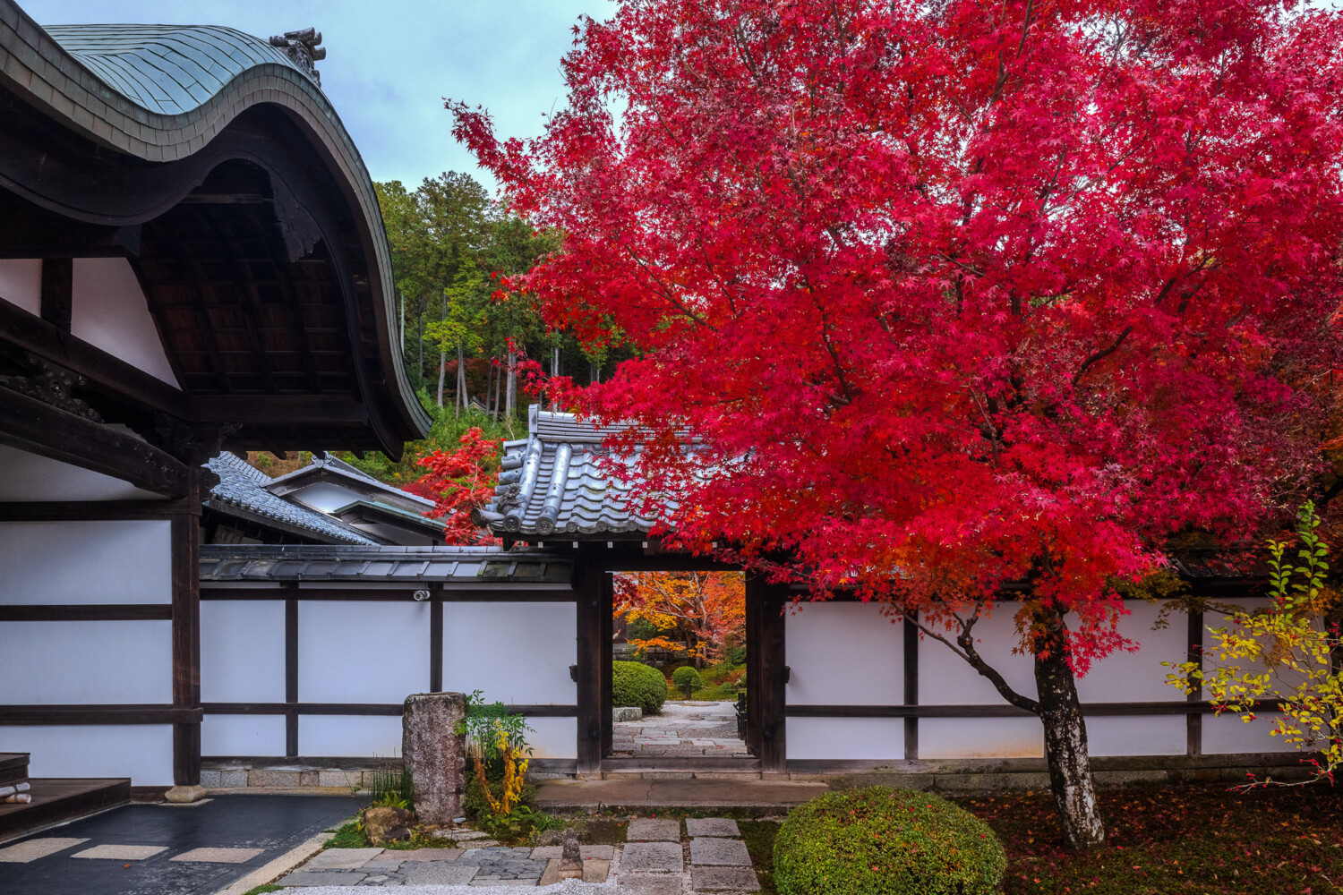 Brian P. Lee Photography - Enkoji